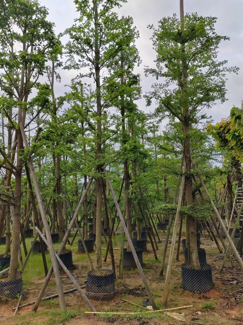 刮冠小叶榄仁树10～18公分基地直销规格齐全欢迎来电