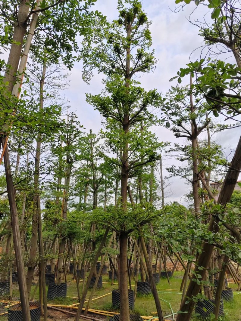 刮冠小叶榄仁树10～18公分基地直销规格齐全欢迎来电