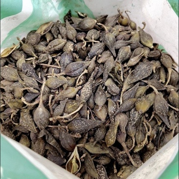 青翘干货大山采摘当天过筛发货快递包邮