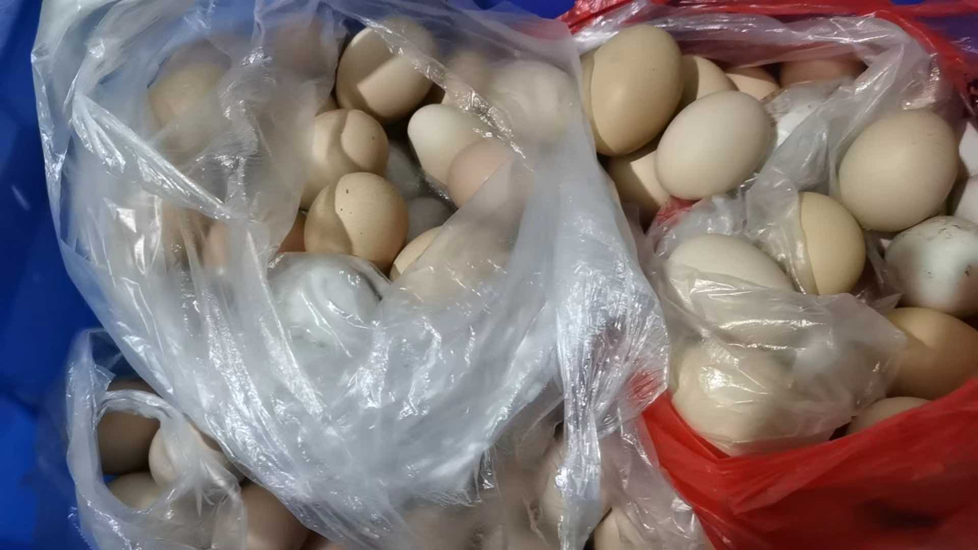 一排整齐摆放的带编号标签的生鲜鸡蛋，包含白壳与浅褐壳两种，每枚鸡蛋旁放置电子厨房秤与500g砝码作为参照物，背景为木质料理台面，光线自然明亮