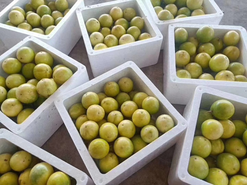 钦蜜9号黄金百香果实物图