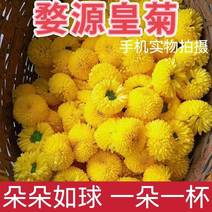 婺源皇菊，纯手工采摘，古法制作，颗颗似球，量大可批发零售