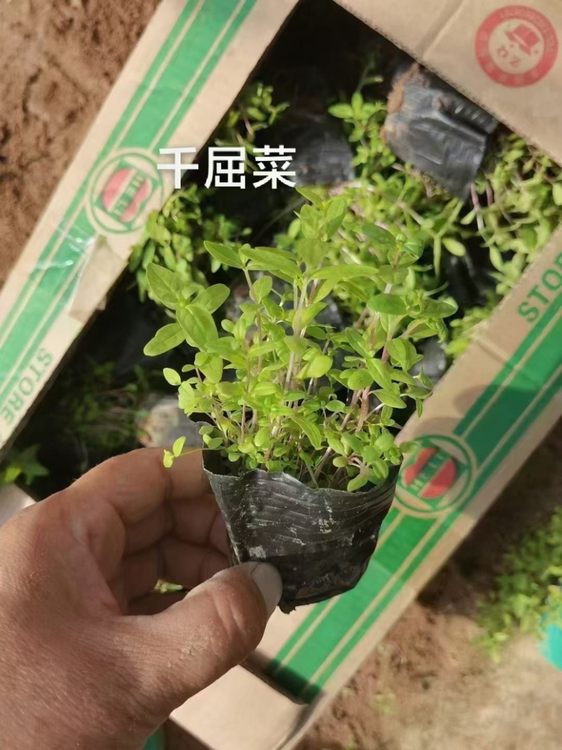 千屈菜杯苗基地直供全国发货诚信经营规格齐全