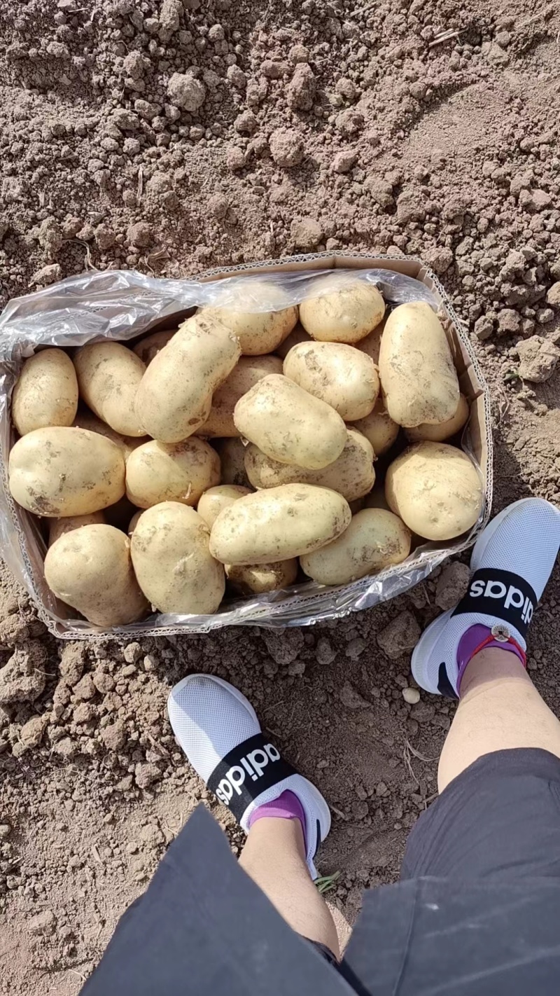 土豆沃土，荷兰806大棚陆地万亩基地直发，电商货工厂货龚