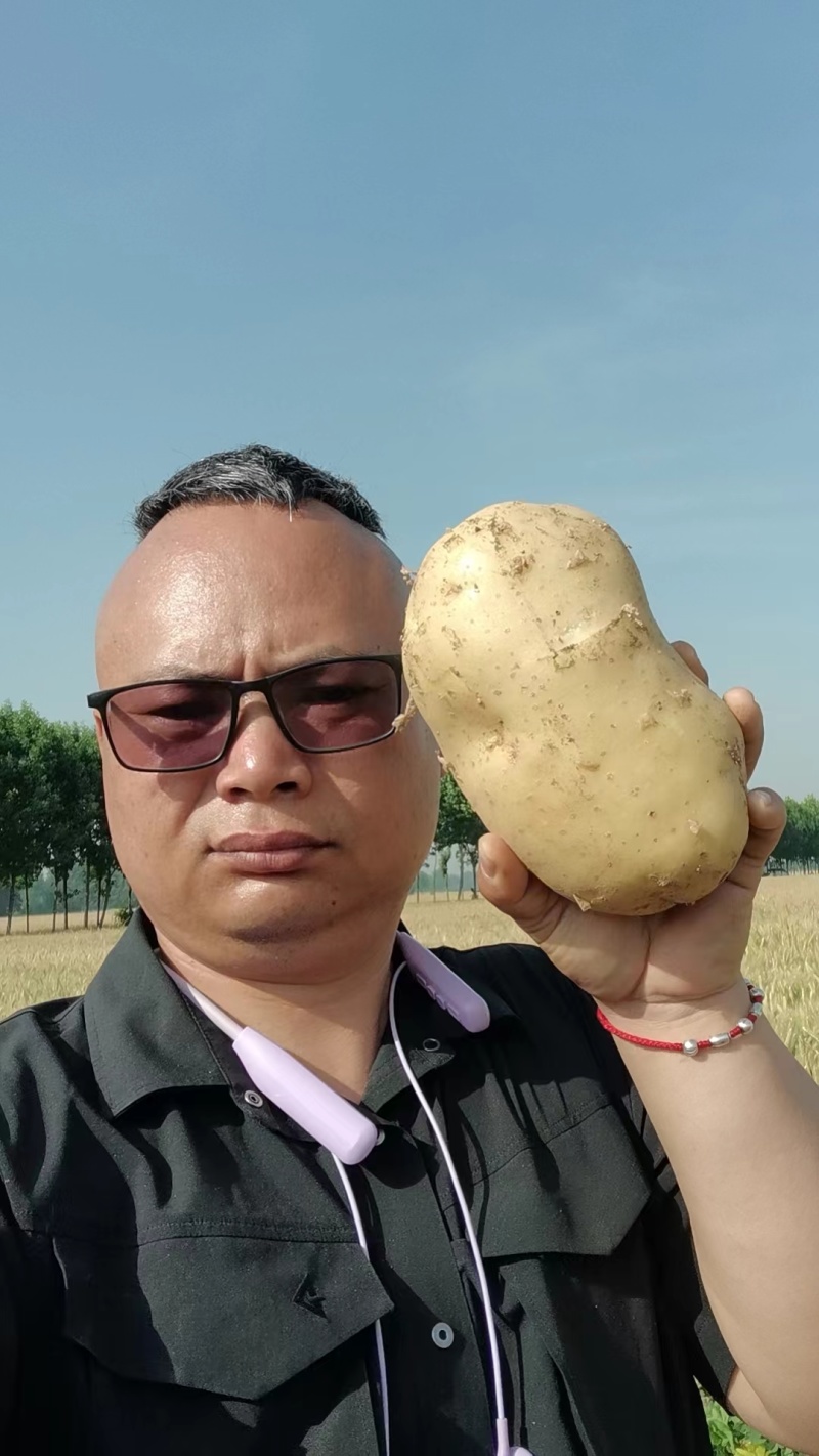 土豆沃土，荷兰806大棚陆地万亩基地直发，电商货工厂货龚