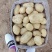 土豆沃土，荷兰806大棚陆地万亩基地直发，电商货工厂货龚