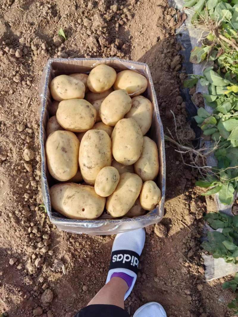 土豆沃土，荷兰806大棚陆地万亩基地直发，电商货工厂货龚
