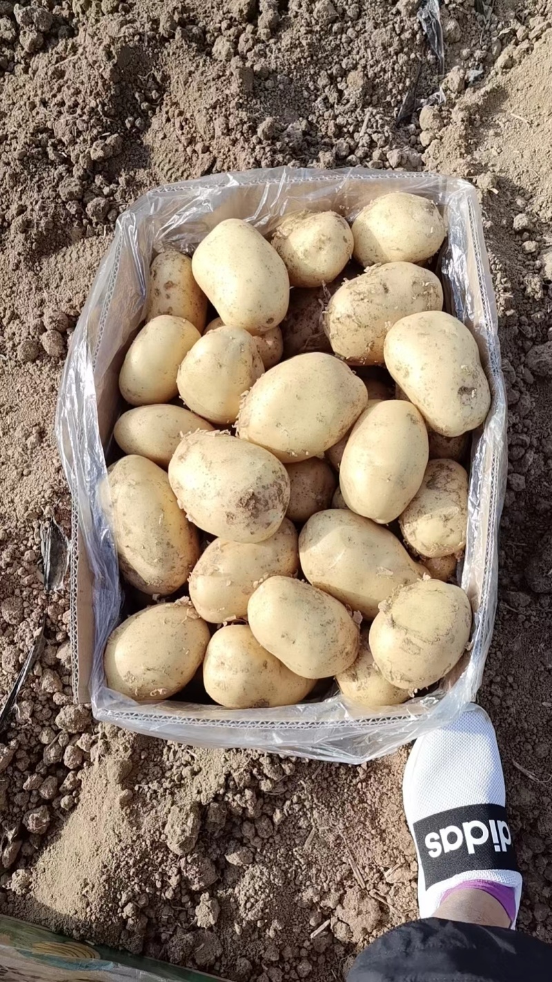 土豆沃土，荷兰806大棚陆地万亩基地直发，电商货工厂货龚