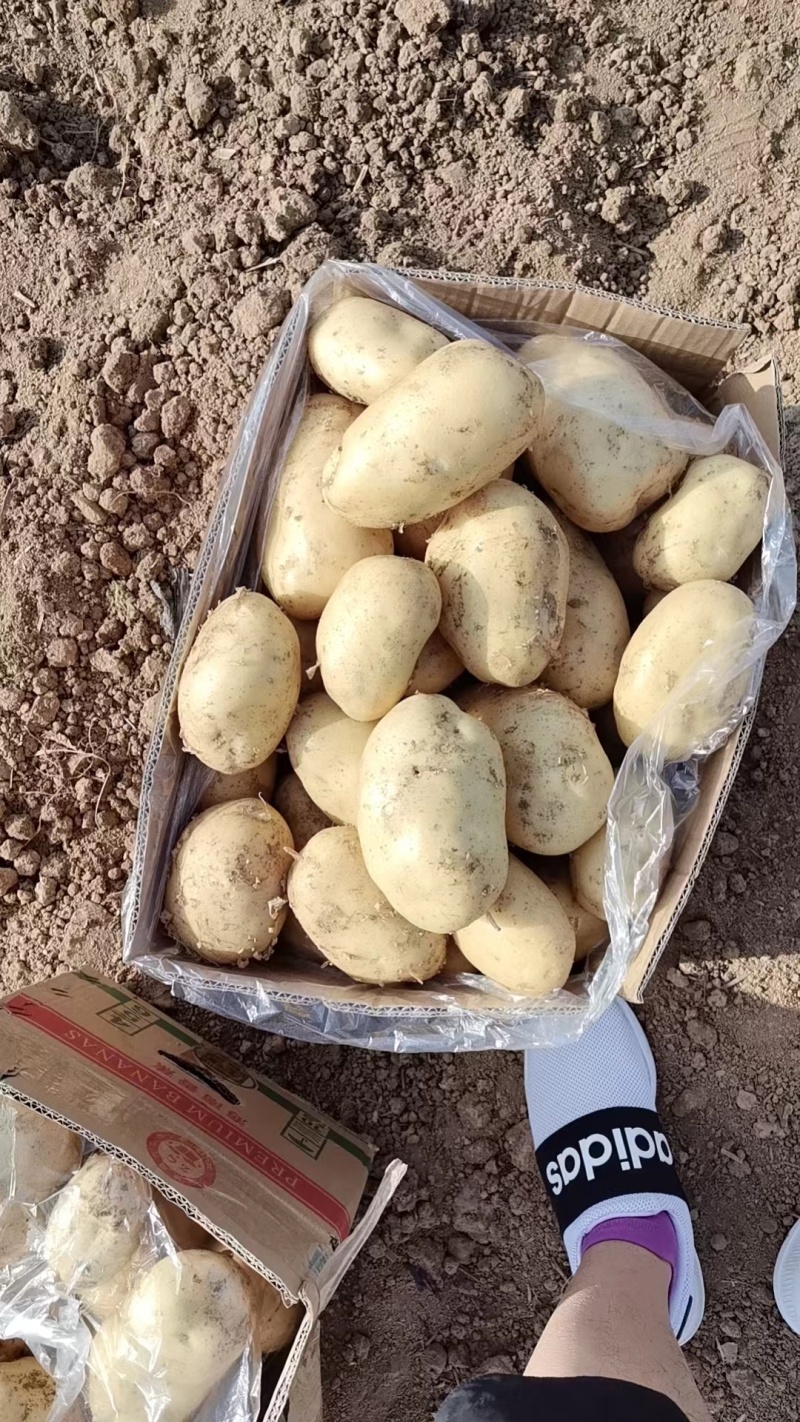 土豆沃土，荷兰806大棚陆地万亩基地直发，电商货工厂货龚