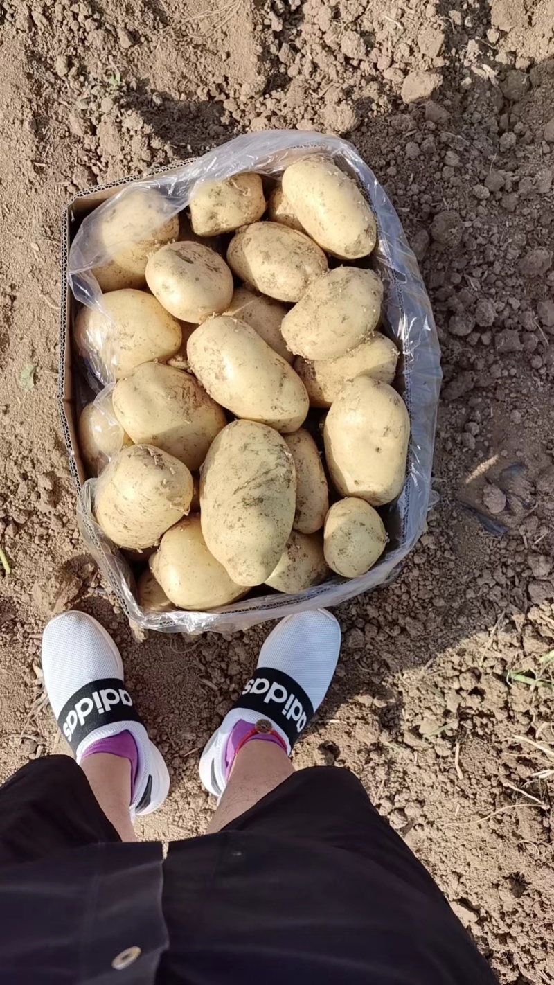 土豆沃土，荷兰806大棚陆地万亩基地直发，电商货工厂货龚