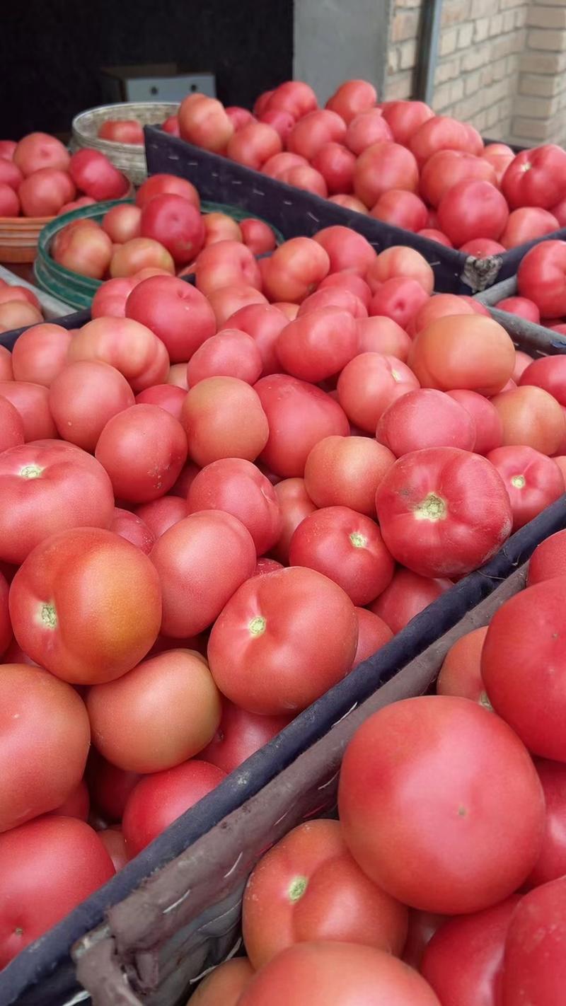 西红柿，硬粉番茄。