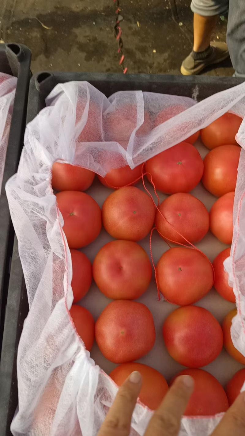 西红柿，硬粉番茄。