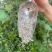 恩施藤茶沫