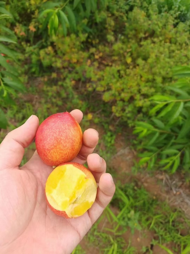 518油桃惊雷油桃曙光多个品种大量上市啦！欢迎欢迎欢迎！
