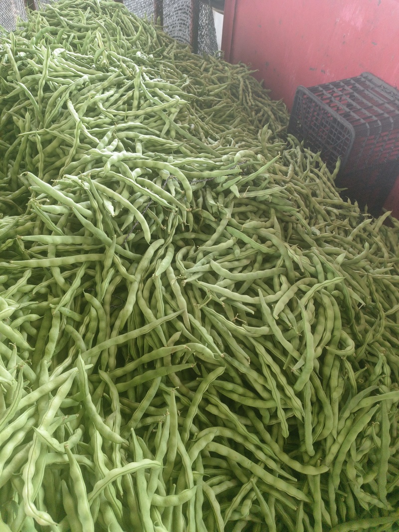 大青豆