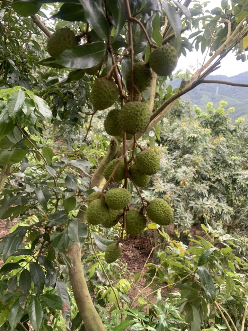 广东惠州妃子笑荔枝