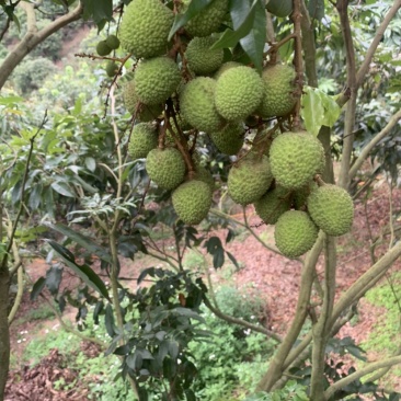 广东惠州妃子笑荔枝