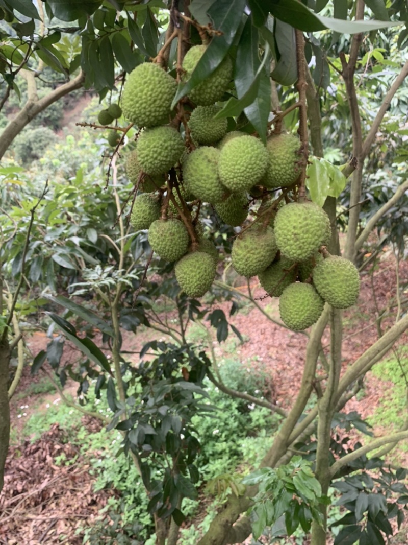 广东惠州妃子笑荔枝