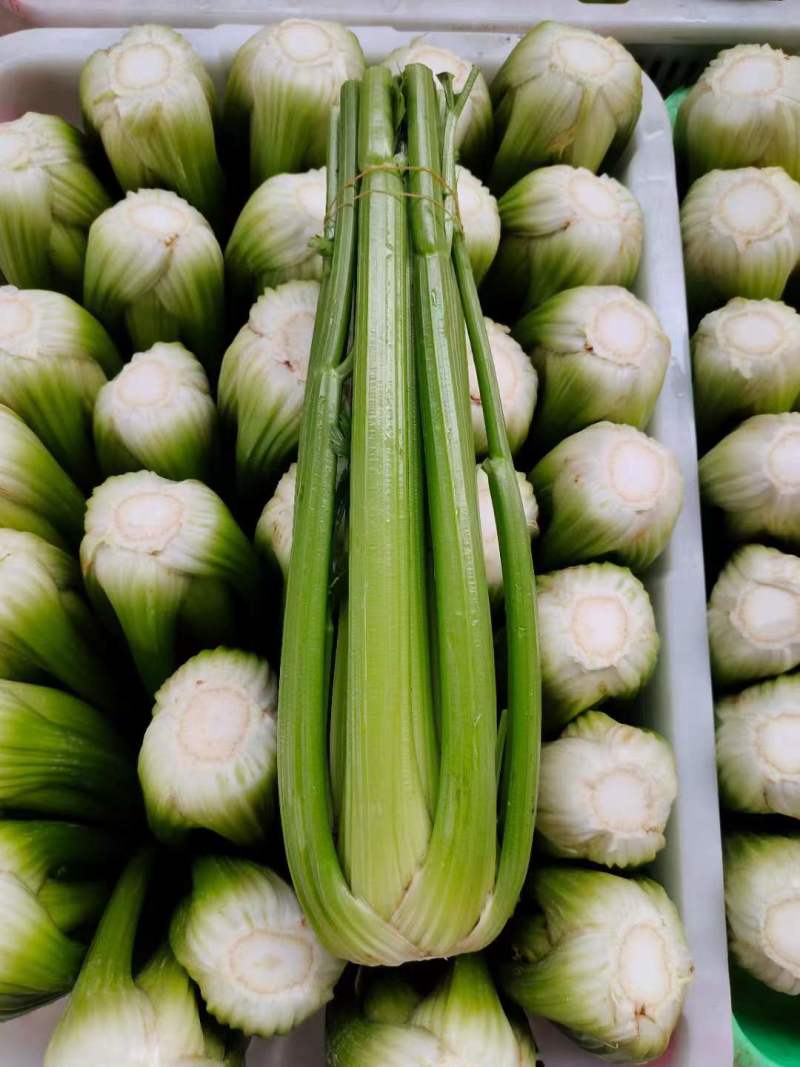 西芹-兰州高原夏菜精品大中西芹产地直销，全国发货，欢迎来