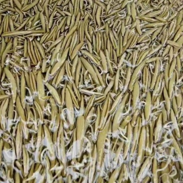 莼菜（统货）