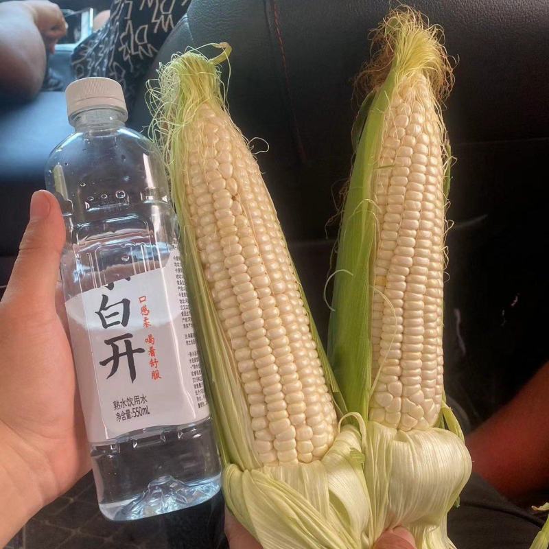 万糯2000糯玉米🌽无虫、颗粒饱满、个大、皮色好、代发