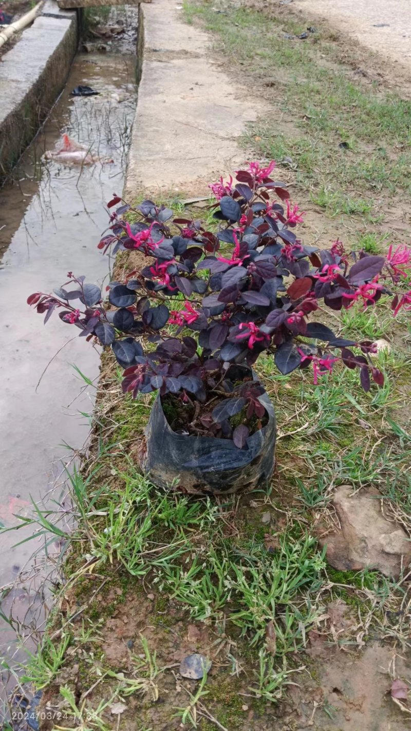 红继木