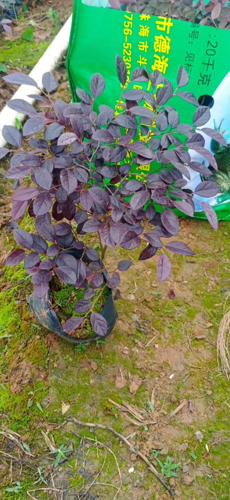 红继木