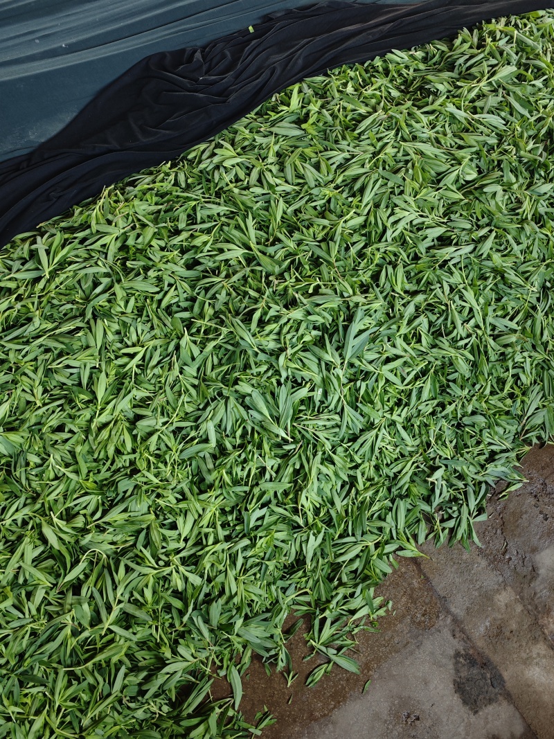 甄选山东潍坊山苜楂山菜山蚂蚱自己种植品质保障
