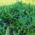 甄选山东潍坊山苜楂山菜山蚂蚱自己种植品质保障
