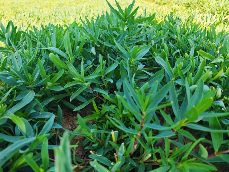 甄选山东潍坊山苜楂山菜山蚂蚱自己种植品质保障