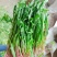 甄选山东潍坊鲜蒲公英，冻品，大量批发诚信经营
