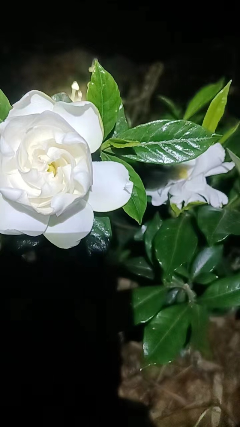 各种栀子花苗，苞多，周期长，有盆栽，袋装，欢迎选购