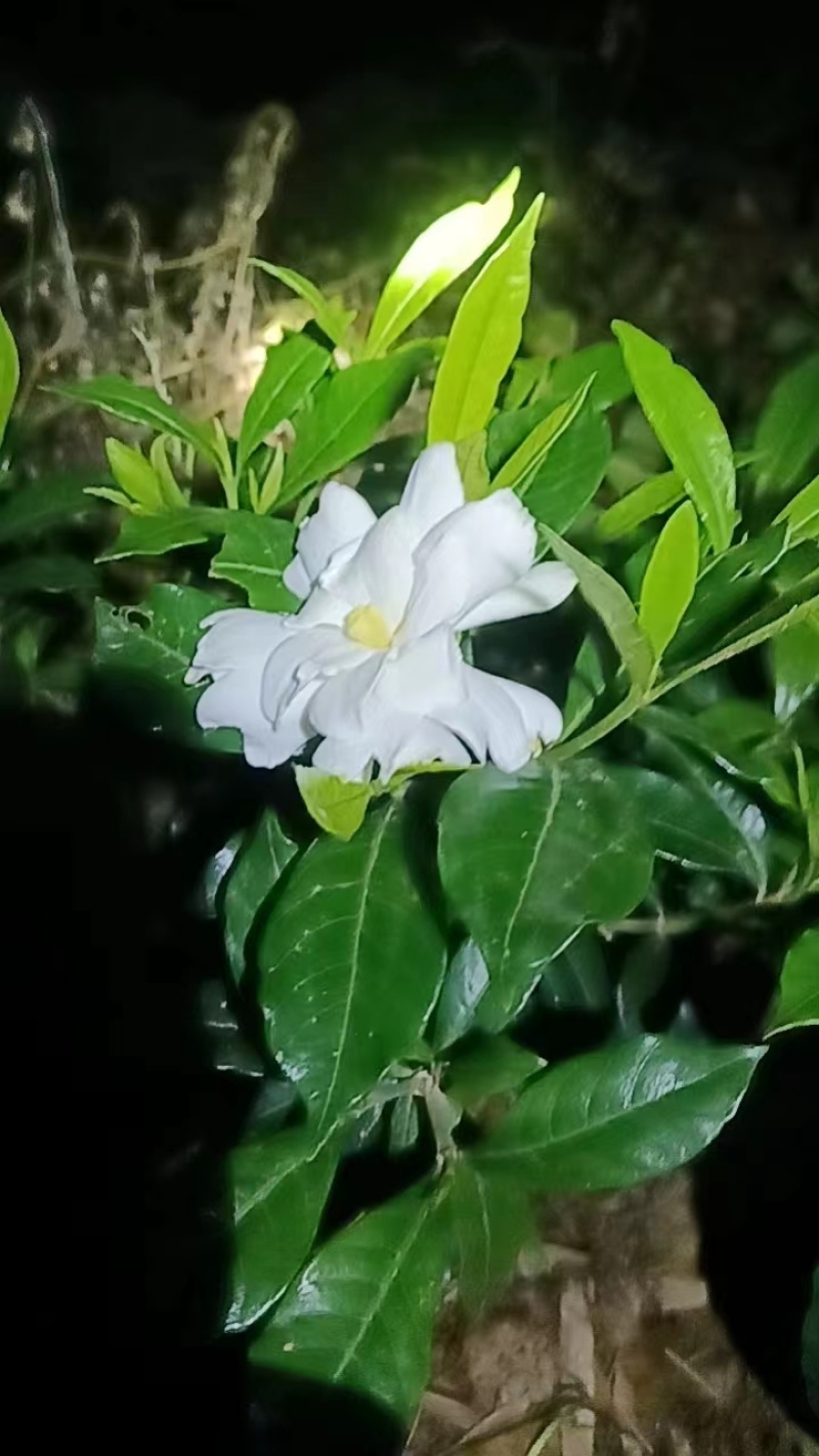 各种栀子花苗，苞多，周期长，有盆栽，袋装，欢迎选购