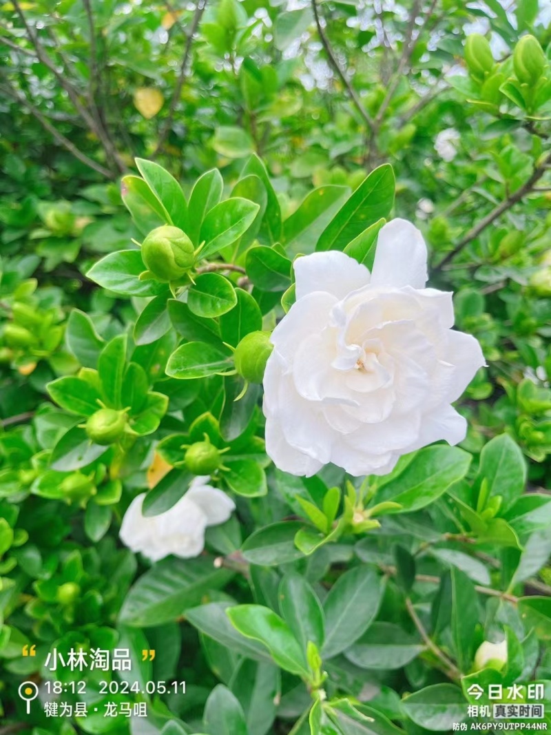 各种栀子花苗，苞多，周期长，有盆栽，袋装，欢迎选购