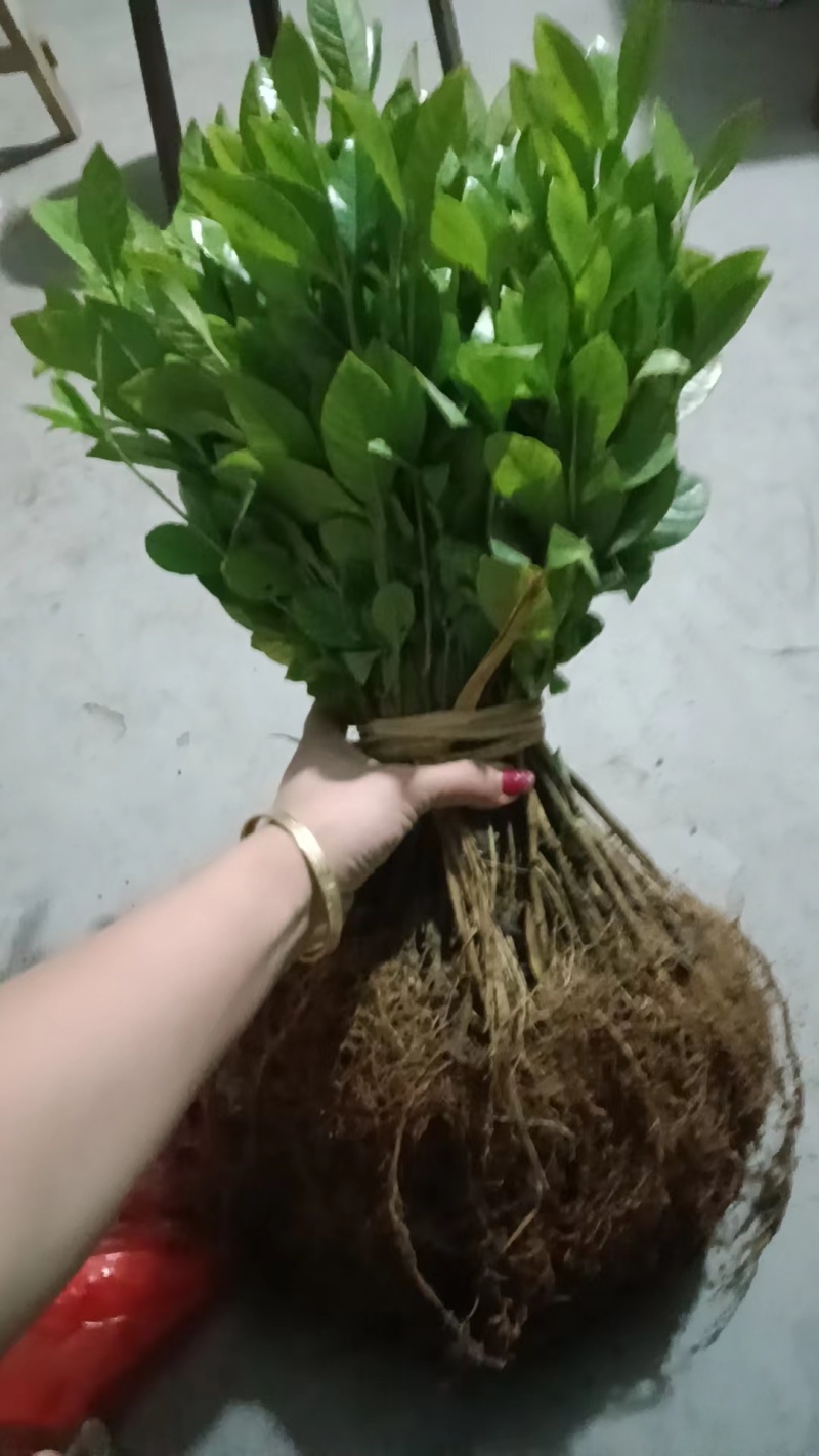 各种栀子花苗，苞多，周期长，有盆栽，袋装，欢迎选购