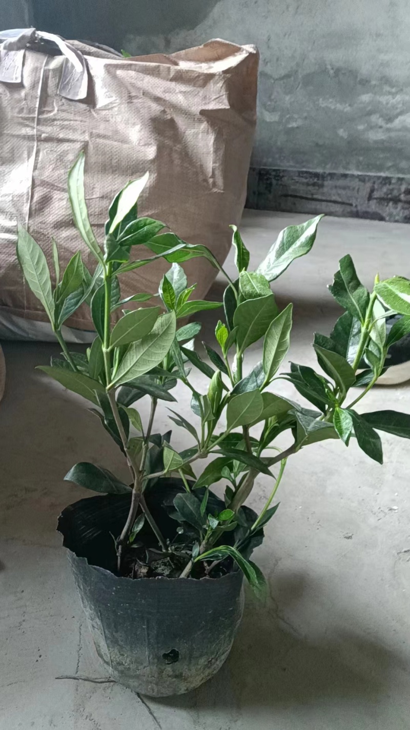 各种栀子花苗，苞多，周期长，有盆栽，袋装，欢迎选购