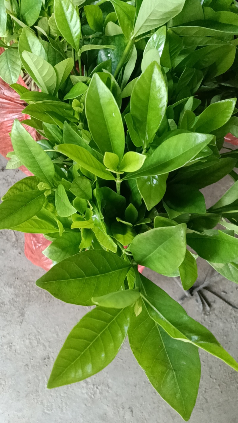 各种栀子花苗，苞多，周期长，有盆栽，袋装，欢迎选购
