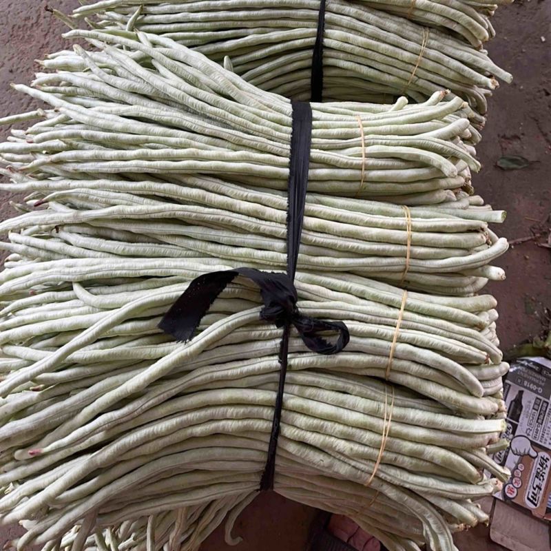 广西横县白豆角大量上市一手货源.欢迎各位老板定购