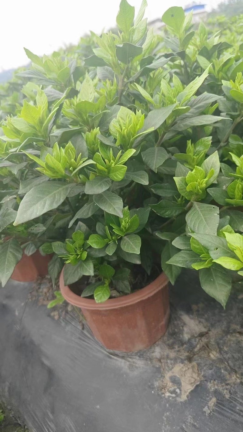 各种栀子花苗，苞多，周期长，有盆栽，袋装，欢迎选购