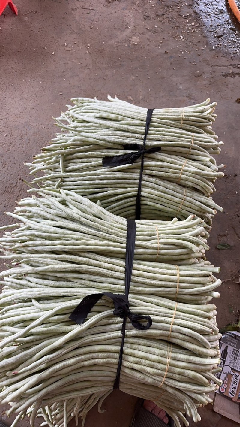 广西横县白豆角大量上市一手货源.欢迎各位老板定购