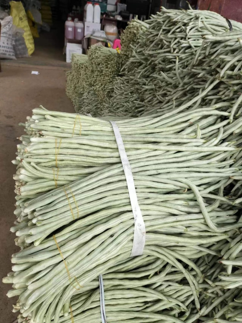 广西横县白豆角大量上市一手货源.欢迎各位老板定购