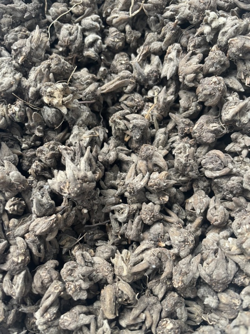 野生尖爪猫爪草-靓货个头小爪子尖干净无杂质