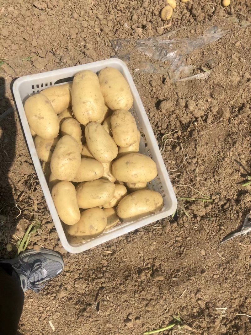 新野黄皮黄心土豆
