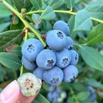 莱克西蓝莓🫐只浇水自然生长🌱