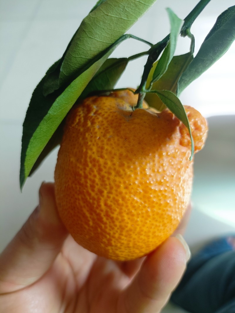 石棉黄果柑