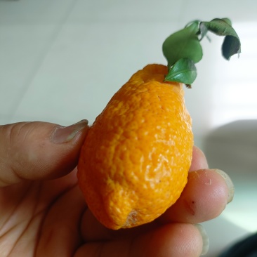 石棉黄果柑