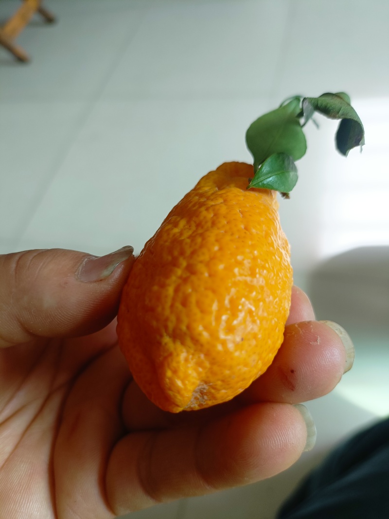 石棉黄果柑