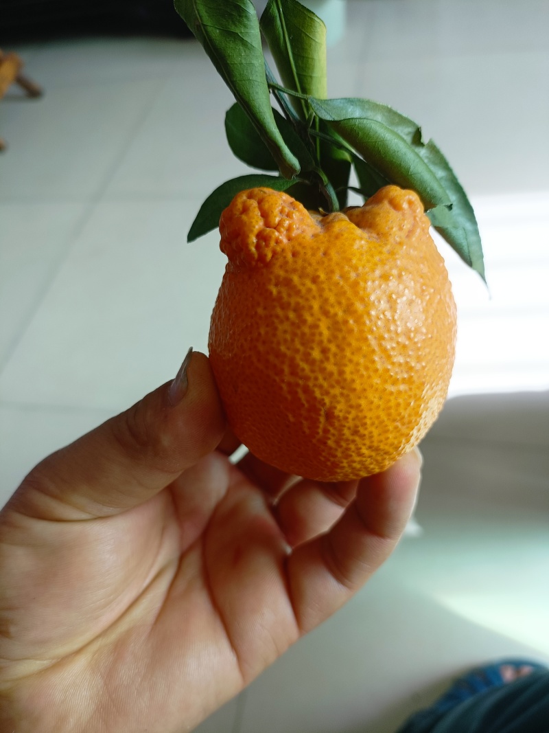 石棉黄果柑