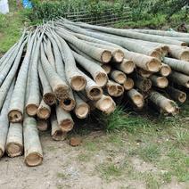 竹子、各种杂木
