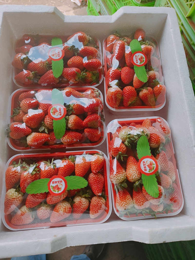 云南四季草莓蒙特瑞，产区现货直发全国，承接电商超市